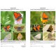 Guide photographique des papillons de jour et zygènes de France